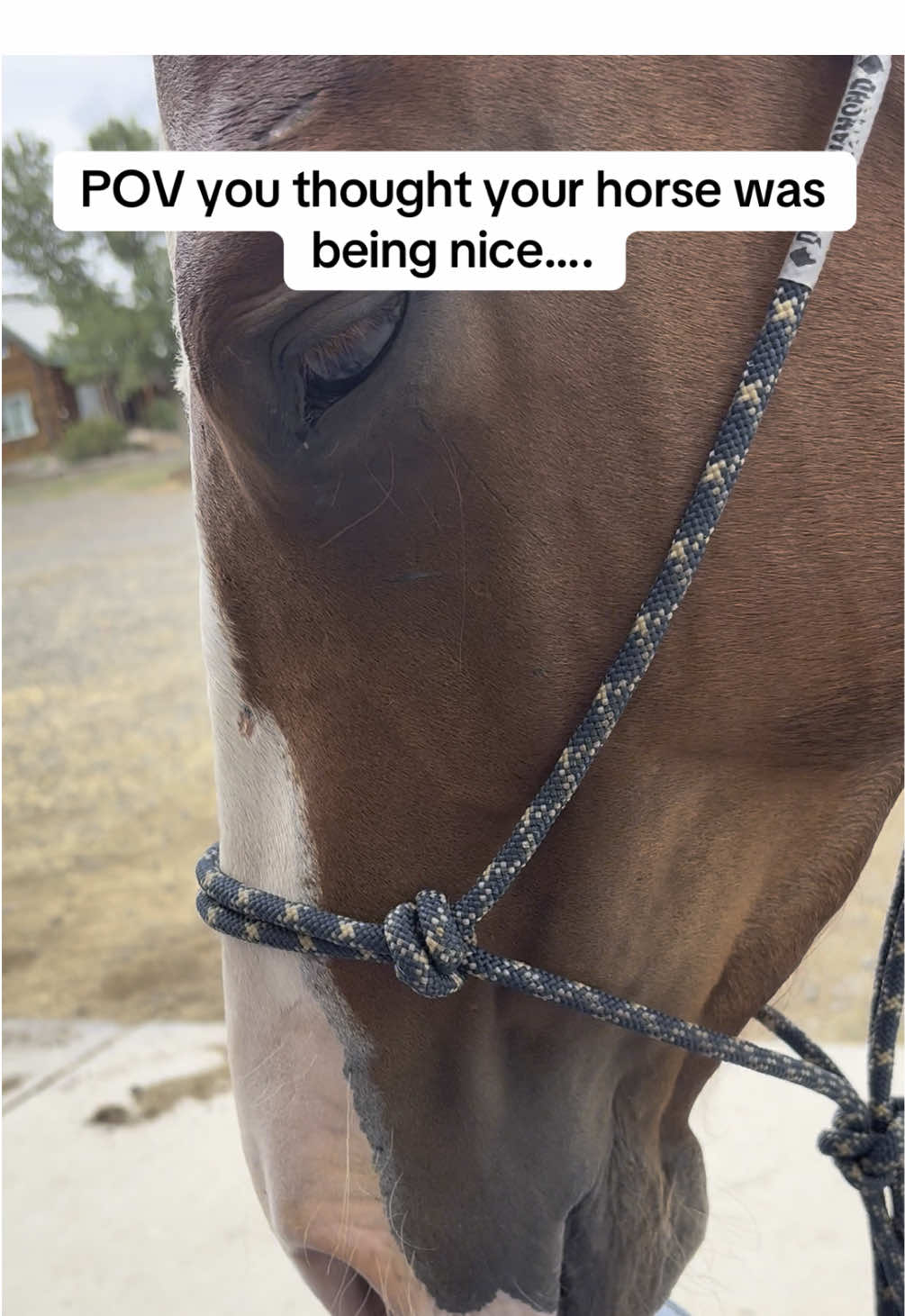 Always trying to bite 🙄  . . #quarterhorse #babyhorse #horsesoftiktok #fyp #fyp #horsebite 
