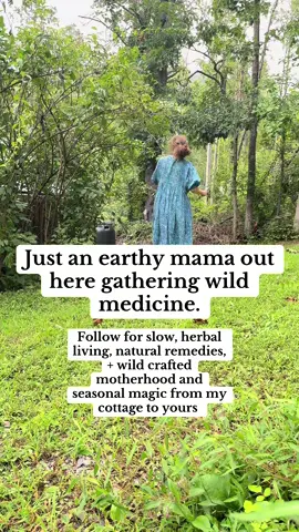 The elderberries are ripe; the medicine is ready. From forest to syrup, elderberry season is here!  → Tap follow for herbal recipes and natural remedies from my cottage kitchen to yours + homestead living with a family who harvests in rhythm with the land and  heals with the seasons.  #naturalremedies #elderberry #harvesting #herbalmedicine #cottagecoreaesthetic #cottagewitch #cottageinthewoods #cobhouse