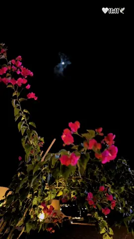 والله اني كنت ألوم اللي يضيق إن غاب خله 🥹🕊️ #🌹🌹🌹🌹🌹🌹🌹🌹🌹🌹🌹🌹 #الحب #حبيبي #احبكم  #المشكى_على_الله #خالد_عبدالرحمن #خالديات #capcut #خالد_عبدالرحمن_اعاني_حاولت_اجيبك #تصميم #تصاميم #تصميم_فيديوهات🎶🎤🎬 #من_اصدق_ما_قيل #من_اصدق_ماقرات #اكسبلور_explore #شيبت_روحي #ترند_تيك_توك #اطلبي_يانفس_دام_الله_كريم #اكسسسسسبلورررررررررر🌹 #foryou #viraltiktok #😭😭😭😭😭😭💔💔💔💔 #fyp #foryourpage #viraltiktok #fypシ゚viral #duet #fyppppppppppppppppppppppp #بدون_هشتاق #بدون_توقيع #hope #foryourpage #roblox #fypシ #حتى_البحر_لستضاق_تفضفض_أمواجه #لحظات_تبقى_في_الذاكرة #تكفون #المملكه_العربيه_السعوديه #المانيا #المغرب #المغرب🇲🇦تونس🇹🇳الجزائر🇩🇿 #الشعب_الصيني_ماله_حل😂😂 #الموصل #المدينه_المنوره #ترند #مشاهير_تيك_توك 