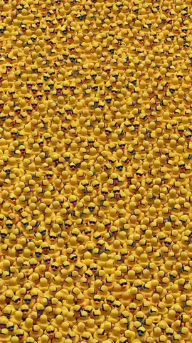 Thousands of rubber ducks in the Chicago River 🐥 #chiduckyderby #chicagoduckderby #chicago 
