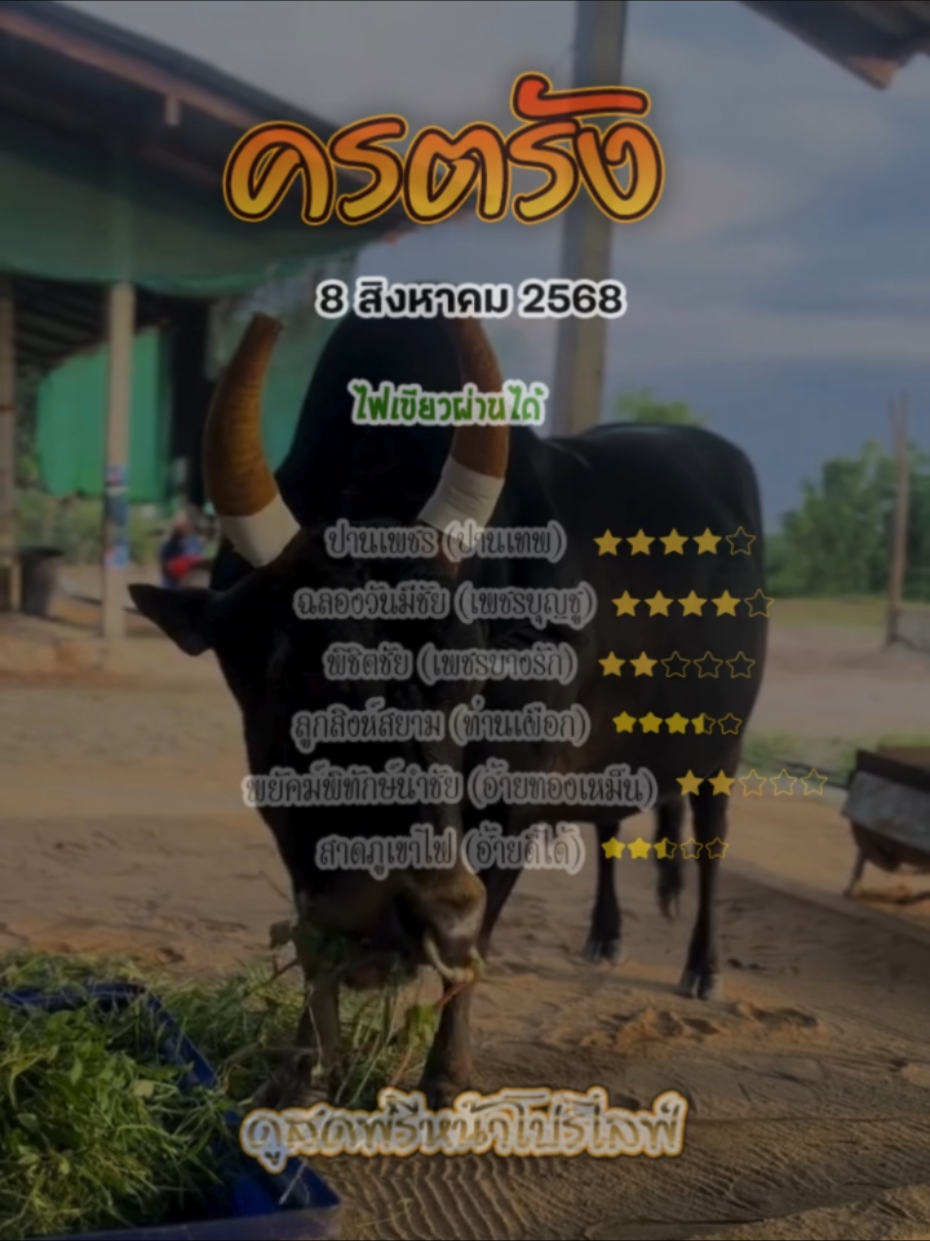 นครตรัง 8สิงหาคม2568 #คนรักวัว #เทรนด์วันนี้ #เปิดการมองเห็น #ฟีดดดシ 