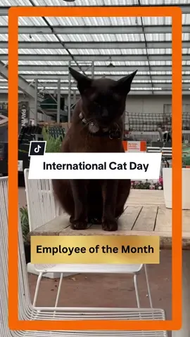 Meet Ollie… he stands on business 🐱 #InternationalCatDay