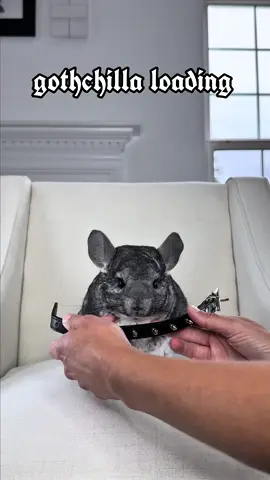 Looks like I have scary dog privileges now 🖤  #creatorsearchinsights #petclips #goth 