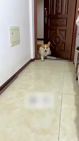 #olebrandselect #cuteanimals #viraltiktok #fypシ゚viral 