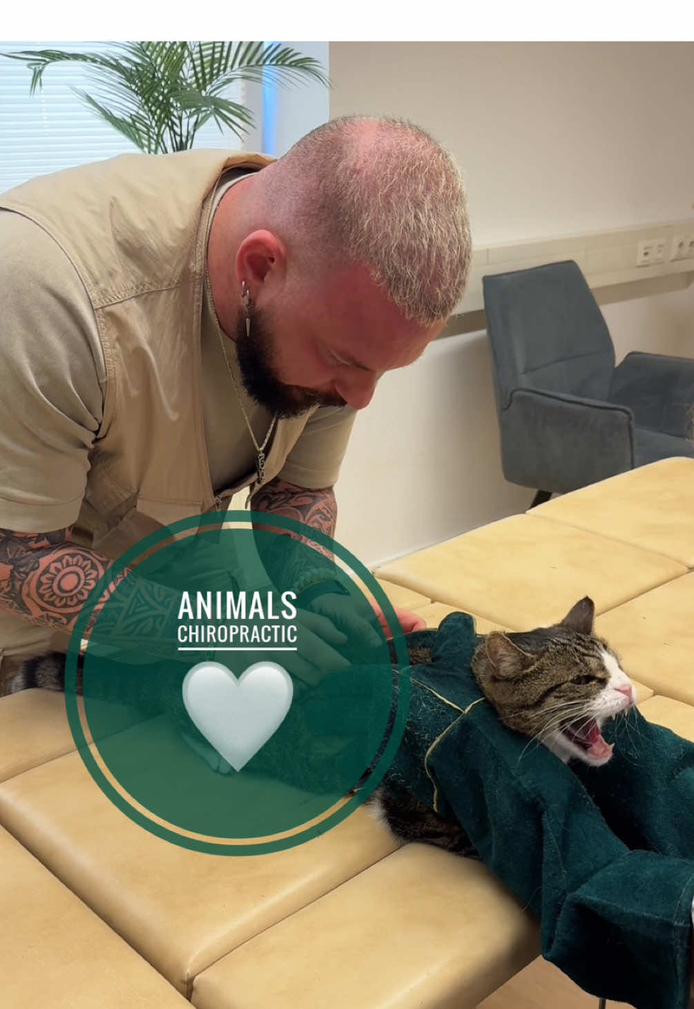 Cat with back pain 🥹 • • • #foryou #asmr #animal #chiropractortiktok #hundeauftiktok #hund #tiere #Love #animals #chiropractic #helfen #bochum #türkiye 