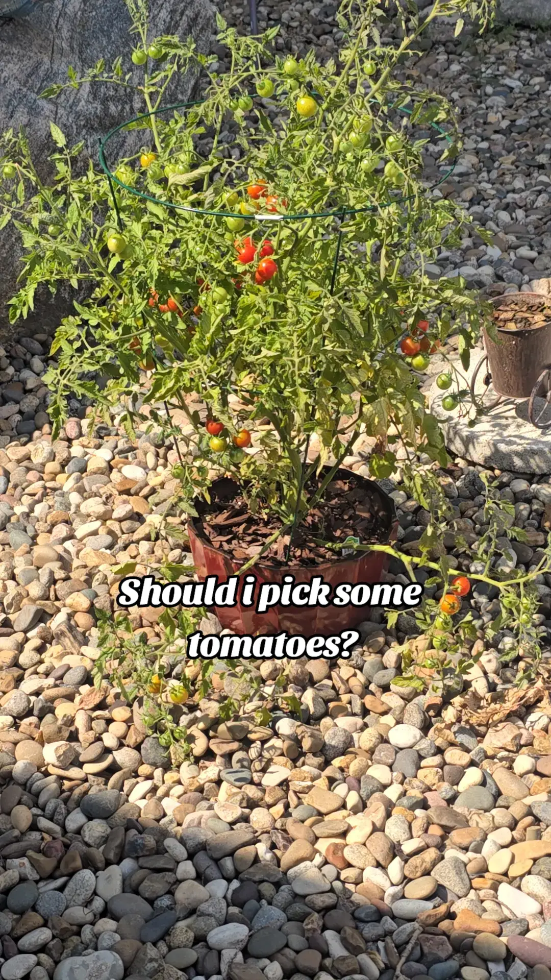 #softslowedsound #tomato #tomatoplant 
