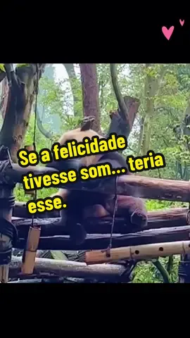 Eles não falam, mas sabem viver o agora melhor do que a gente. A alegria deles é pura, é real… e é contagiante. #animaisfofos #emocionante #amoranimal #maedepet #animaisnotiktok 
