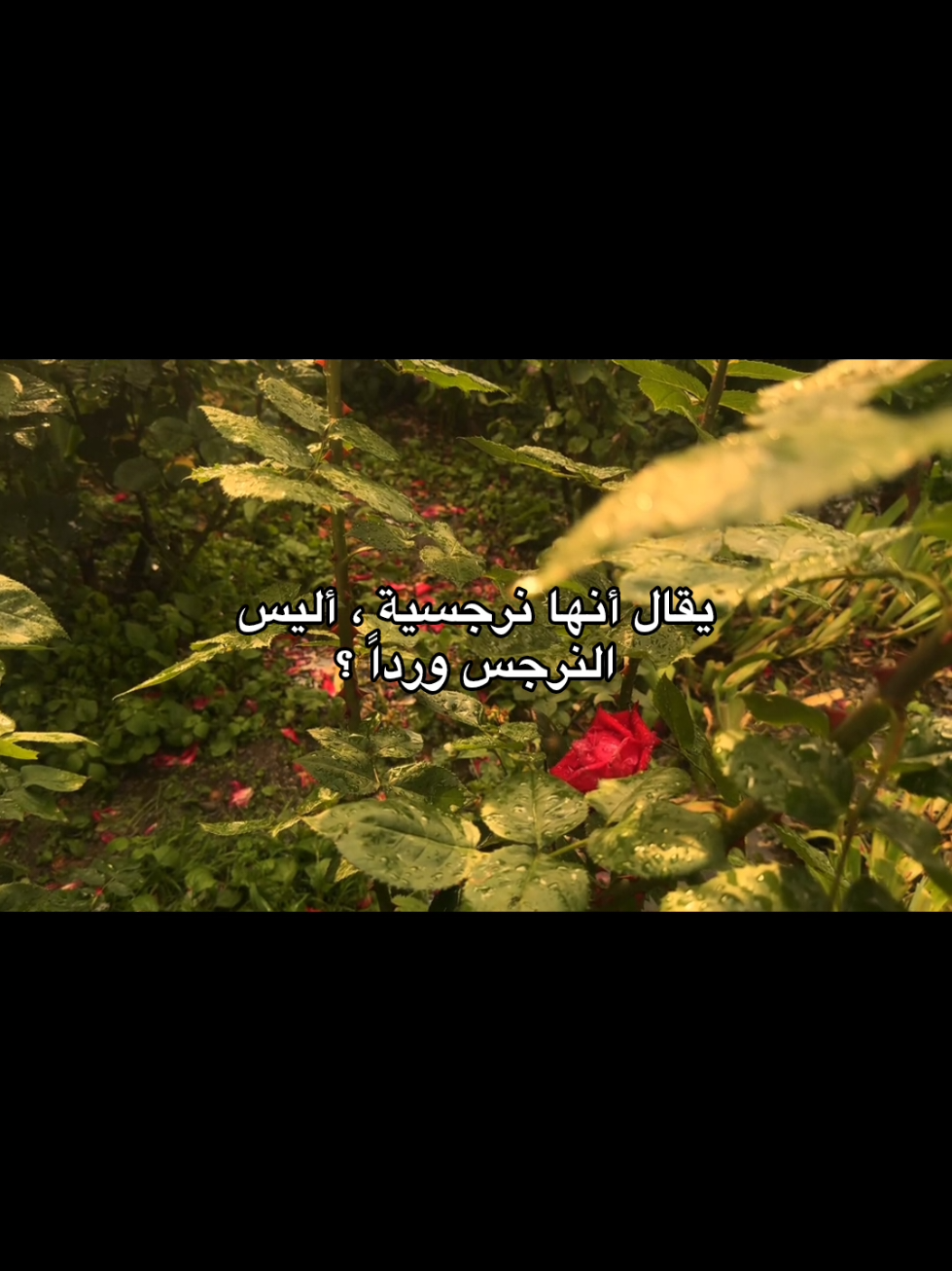 #اقتباسات #عبارات #lovequotes #sadquotes #foryoupage #Spidey #كلمات 