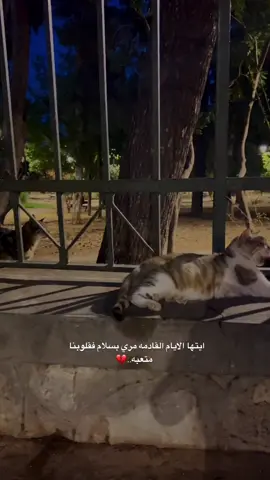 اعادة نشر#fyp #f #viralditiktok #ضيفوني #كتاباتي #لايك__explore___ #video #video #لايكات #مالي_خلق_احط_هاشتاقات #vairl #VoiceEffects #عبارات #اعادة_النشر🔃 #ستوريات #منشوراتي 