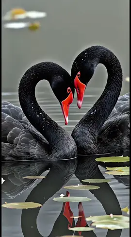 Black Swans 