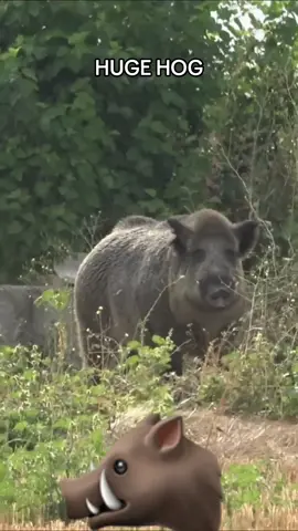 Do you have to deal hogs where you hunt? #hog #wildhogs #boar #hunting 