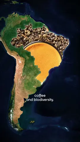 Welcome to Brazil: land of football, coffee, and wild nature. From the Amazon to the Pantanal, a vibrant and unforgettable country.