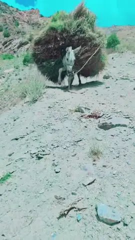 #stitch with @деҳқонбачаи яғноби #onthisday #afghanistan🇦🇫 #afghan #kabul #usa🇺🇸 #تاجیک_هزاره_ازبک_پشتون_ترکمن🇦🇫 