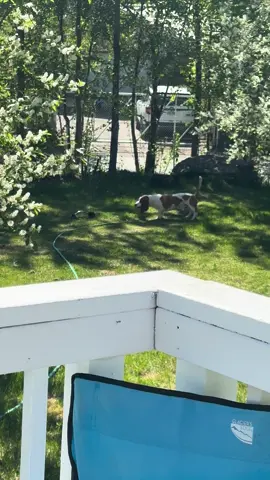 #bassethound #olebrandselect #wasilla 