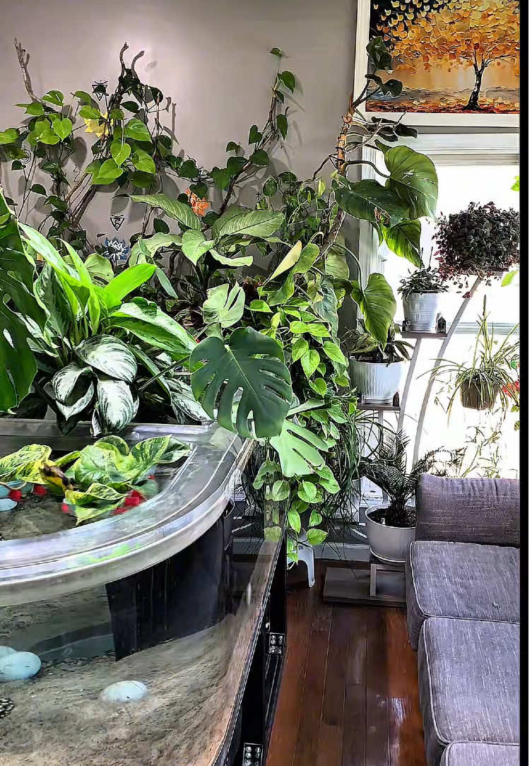 Adding a HUGE plant to a HUGE aquarium setup. Filled with huge plants. #Houseplants #Aquarium #Fishtankgoals #AquariumHobby #Plants 