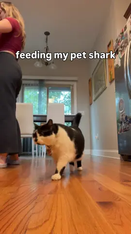 feeding my shark gets more dangerous every day