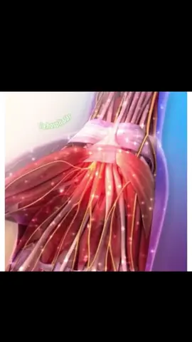 A síndrome do túnel do carpo (STC) é uma neuropatia compressiva causada pela compressão do nervo mediano ao passar pelo túnel do carpo, uma passagem estreita localizada no punho. Esse túnel é formado por ossos do carpo e pelo ligamento transverso do carpo. O nervo mediano é responsável pela sensibilidade dos dedos polegar, indicador, dedo médio e metade do anelar, além da inervação motora de músculos da região tenar. A principal causa da STC é o uso excessivo e repetitivo das mãos e punhos, principalmente em atividades que envolvem flexão e extensão frequentes. Também pode estar associada a doenças como artrite reumatoide, diabetes mellitus, hipotireoidismo, obesidade, gestação (devido à retenção de líquidos) e condições que aumentam a pressão no túnel do carpo. Os sintomas típicos incluem dor, formigamento (parestesia), dormência e sensação de choque elétrico, principalmente nos dedos inervados pelo nervo mediano. Os sintomas costumam ser mais intensos à noite ou ao acordar. Em casos mais avançados, pode ocorrer fraqueza muscular, atrofia da musculatura tenar e dificuldade para segurar objetos. O diagnóstico é geralmente clínico, baseado nos sintomas e testes físicos como o teste de Phalen (flexão dos punhos por 60 segundos) e o sinal de Tinel (percussão sobre o túnel do carpo que reproduz os sintomas). Exames complementares, como a eletromiografia (EMG) e a ultrassonografia, ajudam a confirmar a compressão do nervo mediano. O tratamento pode ser conservador ou cirúrgico, dependendo da gravidade. Nos casos leves a moderados, utiliza-se imobilização com órtese noturna, anti-inflamatórios, injeções de corticosteroides e fisioterapia. Em casos graves ou sem melhora com o tratamento conservador, é indicada a cirurgia de liberação do túnel do carpo, que consiste na descompressão do nervo mediano através da secção do ligamento transverso. A fisioterapia tem papel fundamental no pós-operatório e na reabilitação, auxiliando na recuperação funcional e prevenção de recidivas. A prevenção inclui postura adequada, pausas durante atividades repetitivas e fortalecimento da musculatura do punho e mão. 