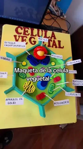 hola aqui tienes un tuto facil de como hacer una maqueta de la celula vegetal :) #como #hacer #maqueta #celula #vegetal #fyp 