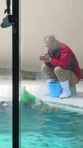 ラッコのキラちゃん🦦 前よりクルクル回るのが上手になったね🌀回りながらどんどん移動しちゃうのも可愛い😍 コーンキャッチは向きを変えても上手に出来るのですごい！ #ラッコ#鳥羽水族館#キラメイ#seaotter #toba_aquarium 