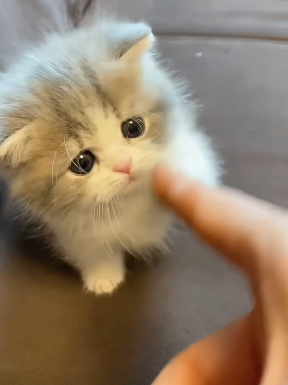 #kitty #funnycat #foryoupage #cuteanimals #cutecat 