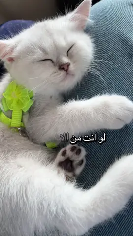 لو انت من الأشخاص الي بيحبوا القطط