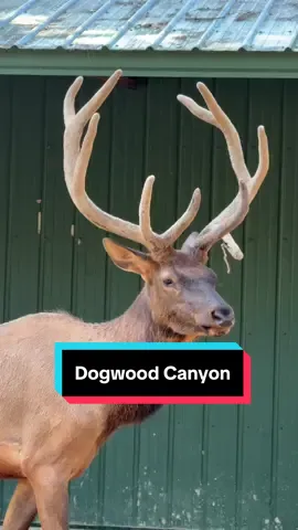 Dogwood Canyon is one of the most beautiful nature attractions near Branson Missouri 🌿 Just 40 minutes from town and totally worth the drive 🚗 Whether you’re hiking biking fishing or just soaking in the views this place is unforgettable 🌄 The most popular way to explore is the guided tram tour 🚌 It takes you deep into the preserve where you might spot elk bison or longhorns 🦬 The ride is surrounded by waterfalls limestone bluffs and crystal clear streams full of trout 🐟 You’ll also find a treehouse built by Treehouse Masters 🌳 and an on-site restaurant with a view 🍽️ It’s peaceful quiet and one of the best outdoor experiences in Missouri 🏞️ If you’re planning a Branson vacation and want to mix in something relaxing this is a perfect day trip ✨ Just be sure to book your tram tickets ahead of time they go fast especially in spring and fall 🍂🌸 #DogwoodCanyon #BransonMO #NatureGetaway 