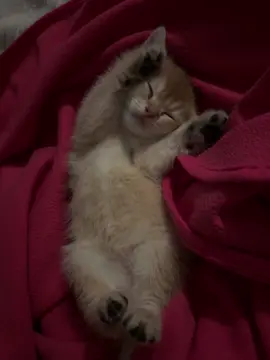 sleepyhead #cat #fyp #sleepycat #kitten #meow #cute #foryou