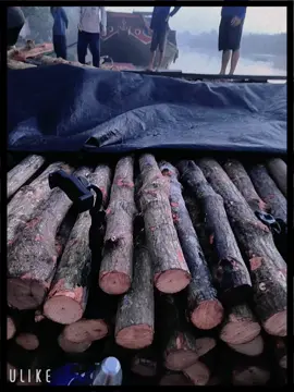 củi như này mà nhà lò chê thưa luôn r ae ơi #VL6913 #xuhuongtiktok2025 #95haugiang🇻🇳 #xuhuongtiktok #xuhuong2025 #xuhuong #khanhcongtu199? 