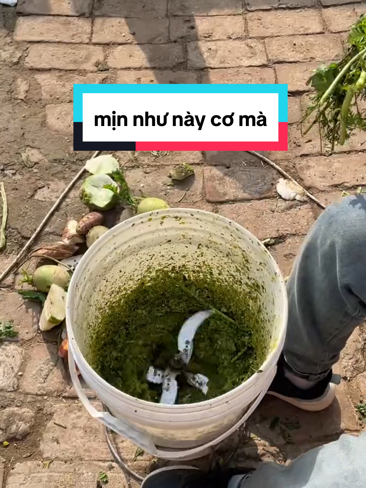 Máy xay rau củ quả #mayxaythucanchannuoi #mayxaydanang #xuhuong #affiliate 
