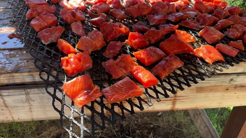 Smoking some salmon to can. #washingtonstate #pnwlife #youtubes #fyp #salmon 