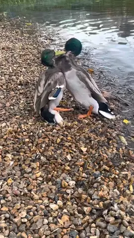 Drake drama! 🦆😂 Two male Mallard Ducks clash in a fierce battle for dominance & territory. Quacks, flapping, & feathers flying - it's a wild showdown! 🌟👊 #MallardDuckFights #DuckDrama  #WildlifeEncounters
