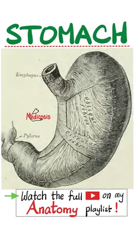 Stomach Anatomy - Arterial Supply - Foregut - Anatomy of Abdomen...#doctor #nurse  #anatomy #physiology #biology #surgery #neuroscience #neuroanatomy #usmlestep1 #mbbs #medicalassistant #MedicalEducation #premed #dentist #medical #doctor #USMLE #NCLEX #pharmacy #nurselife #nurse #paramedic #biochemistry #chemistry #education #Science #mcat #pharmacist #physics #doctors #anatomy #nephrology #physiology #health #pathology #physician #bone #orthopedic #orthopaedic #diet #gym #Fitness 