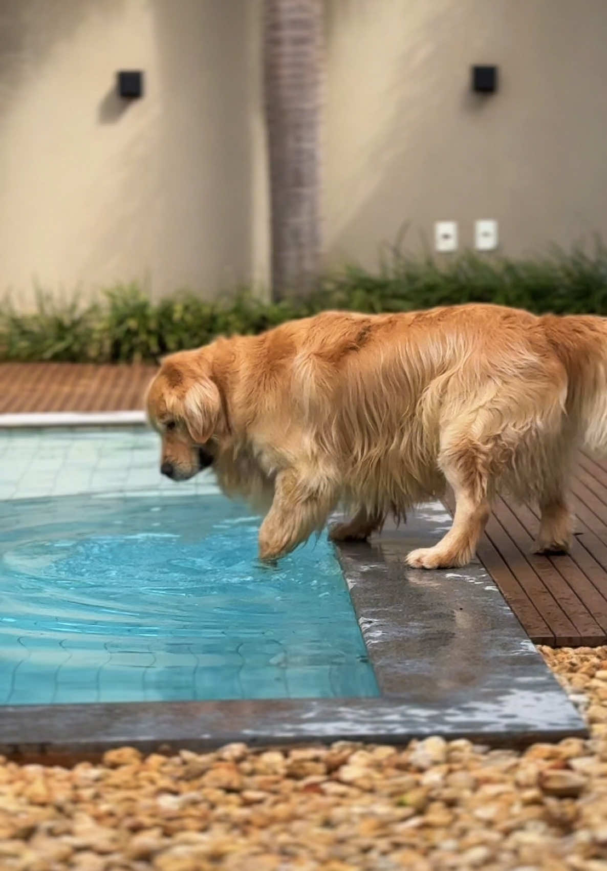 HOJE EU GANHEI 🤝 #goldenretriever 