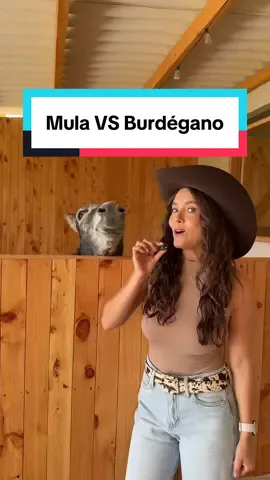 Taraaann!!! Comparte si no lo sabías 🫏🩷 #caballos #burrito #animales #mula #burdegano