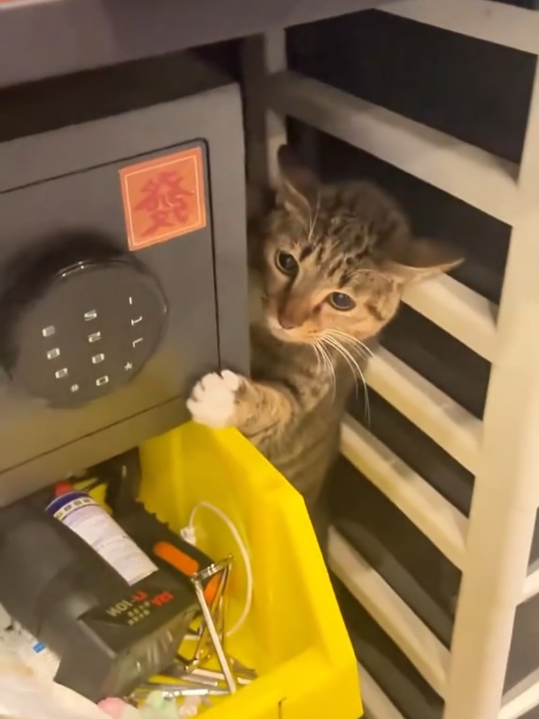 Moment de panique chez les chats. #funny #cute #pet #france🇫🇷 #catlover #pourtoi #fyp 