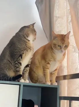 When you have two cats… 🐱 🐱 🐱 #animals #tiktok #cat #funny #catsoftiktok #funnycat #kittens #funnyvideos #funnytiktok #haha #happy 