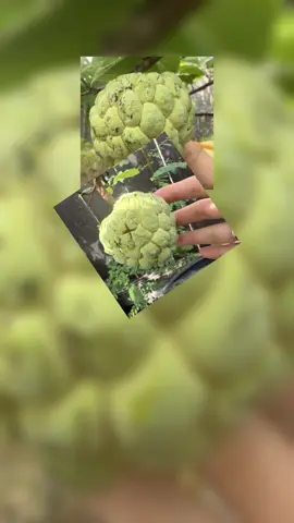 #tropical fruit,#sugar apple fruit,#mãng cầu na dai,#trái mãng cầu,#vườn cây mãng cầu,#fruit garden 