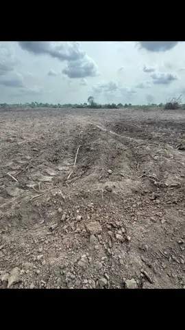 Here’s how I grow onions fast #farming #agriculture #farminglife #foryoupage #viral #farmjourney #viral #raphfarm #videoviral #agroboy 