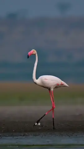 beautiful birds #bird #nature #fyp 