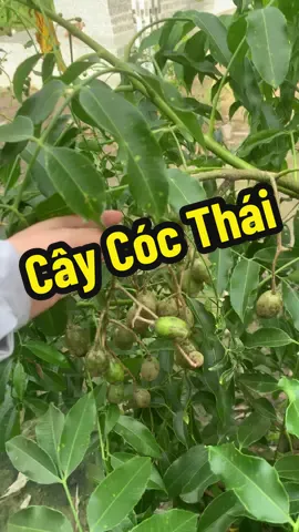 Cây giống Cóc thái siêu trái, năng suất cao, cây cóc lùn siêu trái#cay #coc #cocthai #caygiong #caygiongbichngan0 #reels #hot #fbyツ 