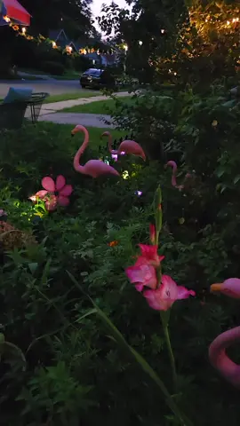 #fyp #اكسبلور #❤️🦋💕❤️ #❤️🩶🍒🥰😍#fyp #fyp #fyp☕️💕🦋 