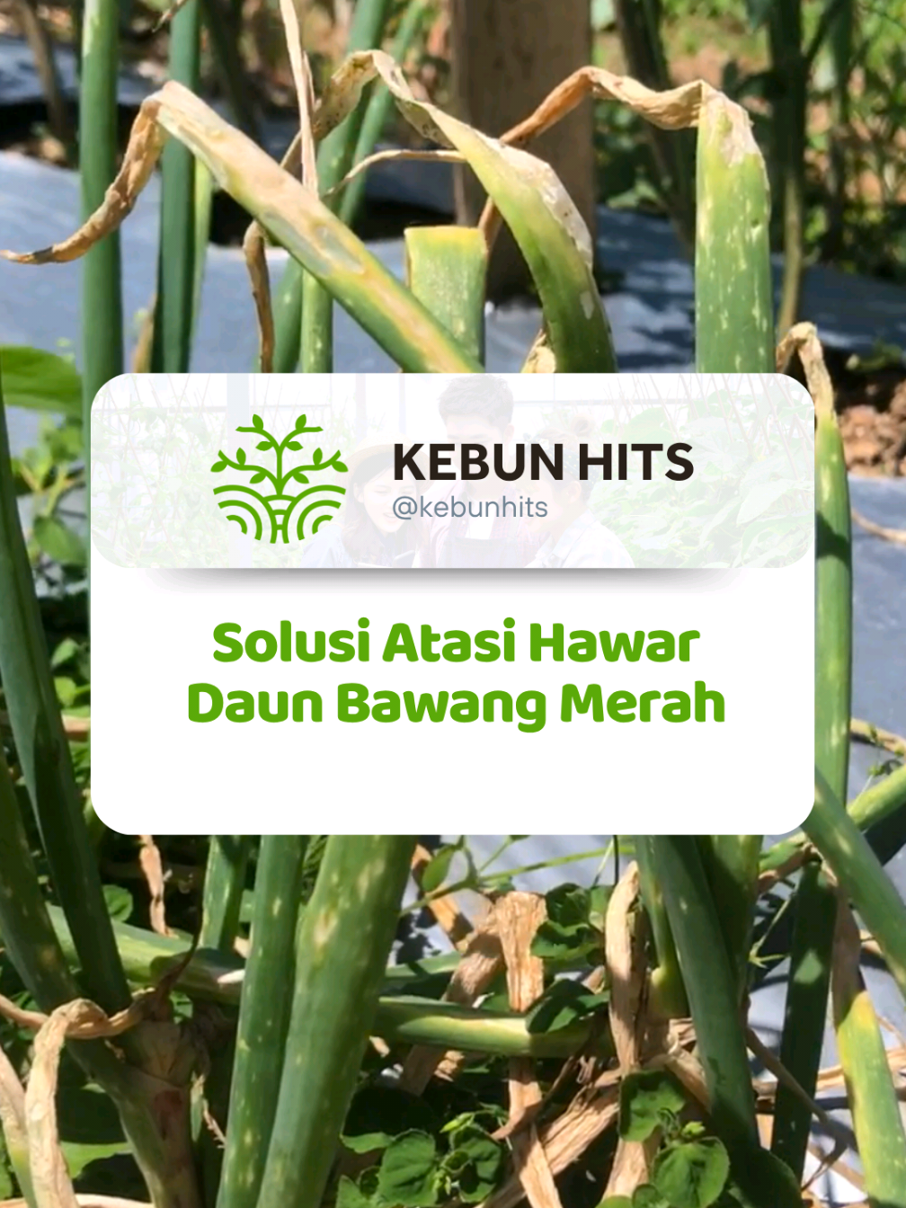 solusi atasi hawar daun bawang merah 🧅#bisatani #berkebun #promoguncang88 #gajiansale #pupuk 