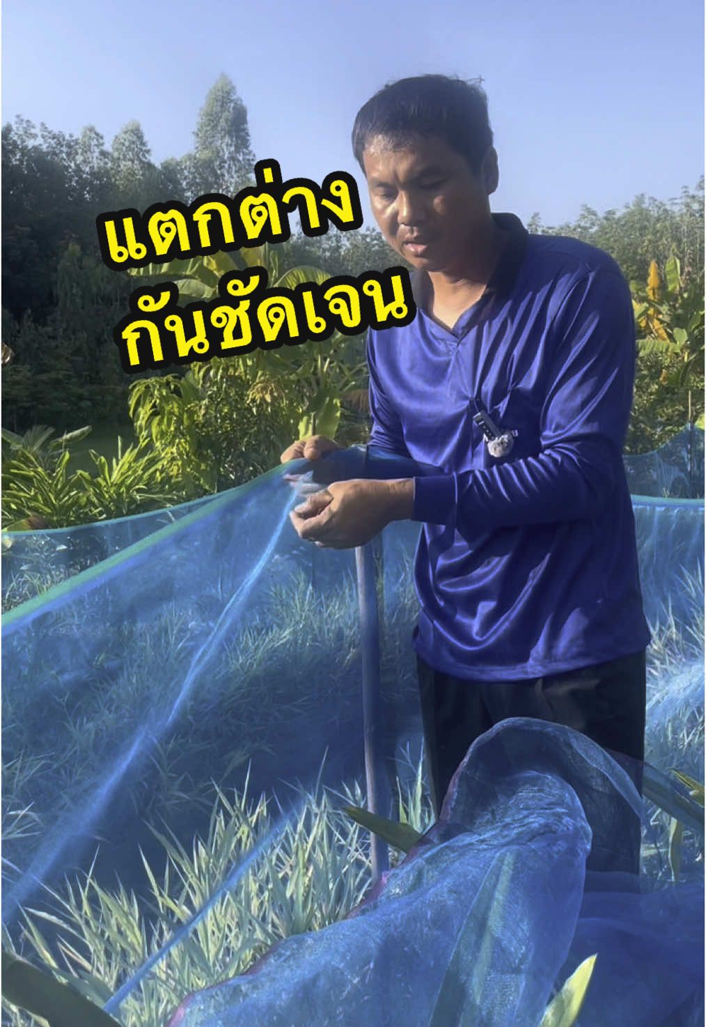 ผ้าแยงล้อมบ่อปลา เกรด A#ผ้าแยง #ผ้าแยงเขียว #อุปกรณ์การเกษตร #สินค้าการเกษตรราคาถูก #ฟีดดดシ #ป้ายยา 