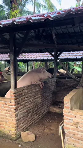 #babi #tiktok #ternakbabi🐖 #fyppppppppppppppppppppppp #bosmuda😎 