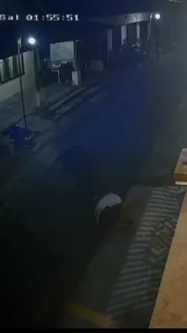 saiki milih stecu #cuek #solo24jam🌻 