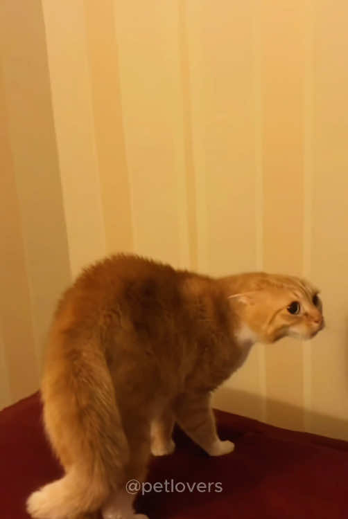 Cat’s reaction to seeing the mask #cat #catsoftiktok #pet #PetsOfTikTok #funnycat #funnypets #catlover #fyp 