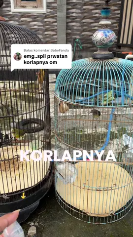 Membalas @BabyFanda Perawatan Korlap/ Kolibri Kelapa Biar Gacor Cukup Seperti Ini aja Om #kolibrikelapa  #perawatankolibrikelapa  #penggacorkolibrikelapa  #pakanhariankolibrikelapa  #nektarkolibrikelapa  #dopingkolibrikelapa  #vitaminkolibrikelapa  #kolibrikelapagacor  #kolibrimania  #korlapgacor  #kicaumania  #kicaumaniaindonesia 