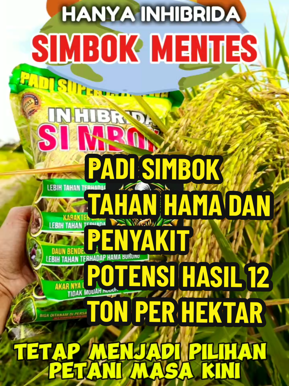 [ paket 5 kg ] Benih padi inhibrida SIMBOK MENTES kualitas premium #benih #padi #simbok #mentes 