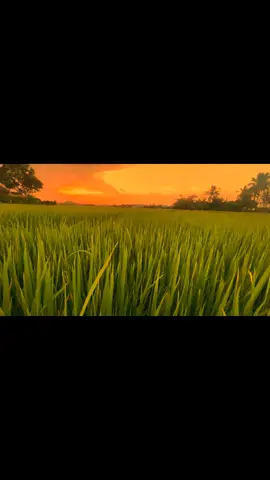 Hoàng hôn nắng cũng xế tà...!📸 #xuhuong #chillchill #tâmtrạng #cảnhđẹpmiềntây #miềntây 📸🌾