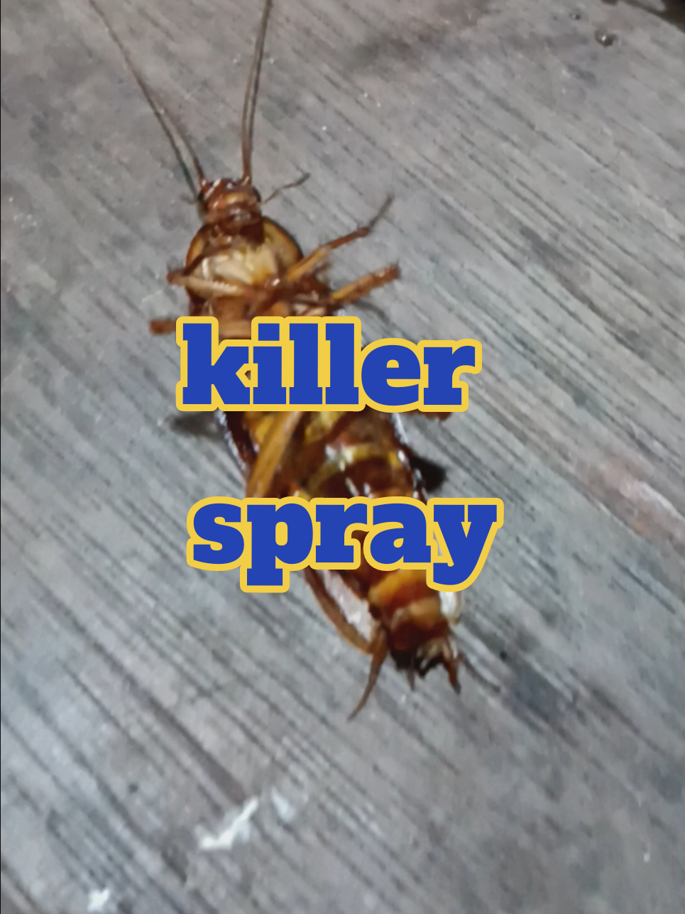 #creatorsearchinsights #bugkiller #fyp #marketingaffiliates #affiliatemarketing #tiktokviral 